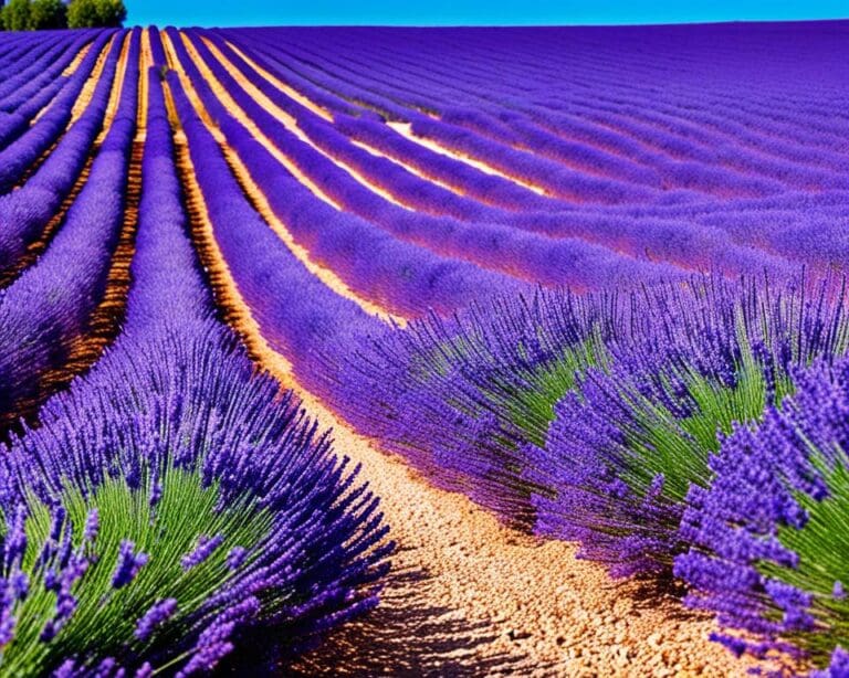 Wandel door de lavendelvelden in de Provence, Frankrijk